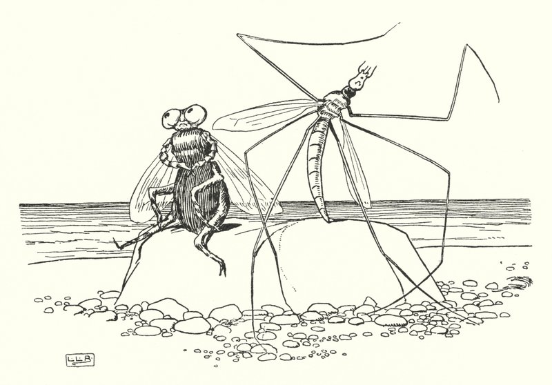 The Daddy Long-legs and the Fly by Leonard Leslie Brooke