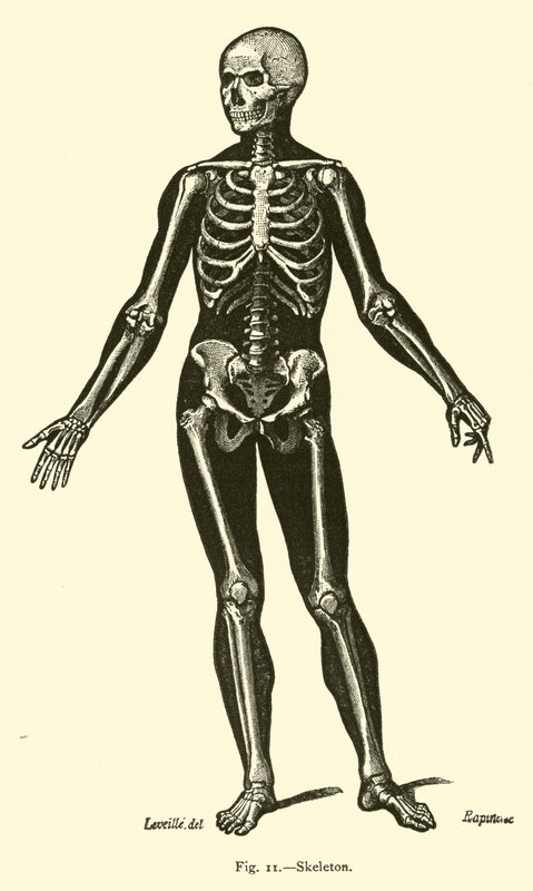 Skeleton by Leveille