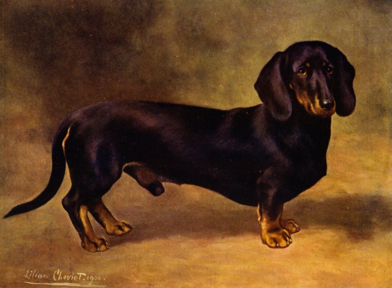 The Dachshund Earl Satin by Lilian Cheviot
