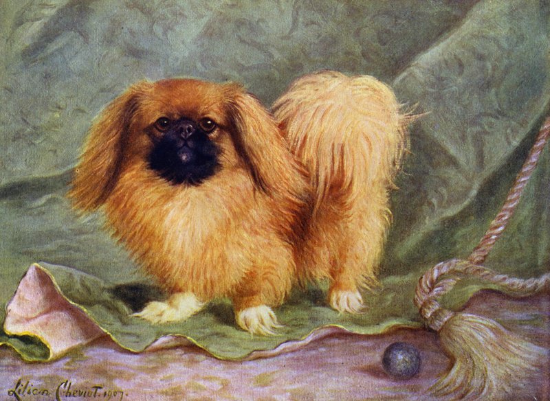 The Pekinese, Champion Chu-erh of Alderbourne by Lilian Cheviot