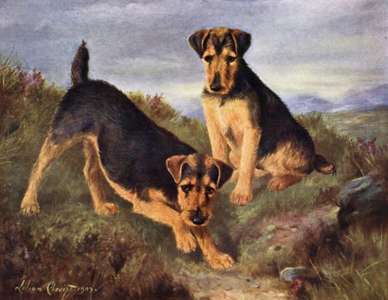 Welsh Terriers Glansevin Coquette and Champion Glansevin Coda by Lilian Cheviot