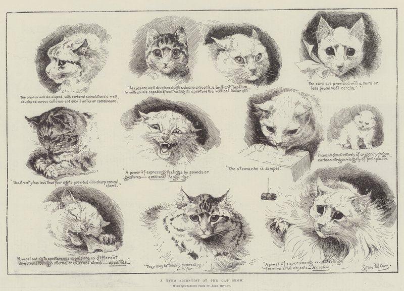 A Tyro Scientist at the Cat Show by Louis Wain