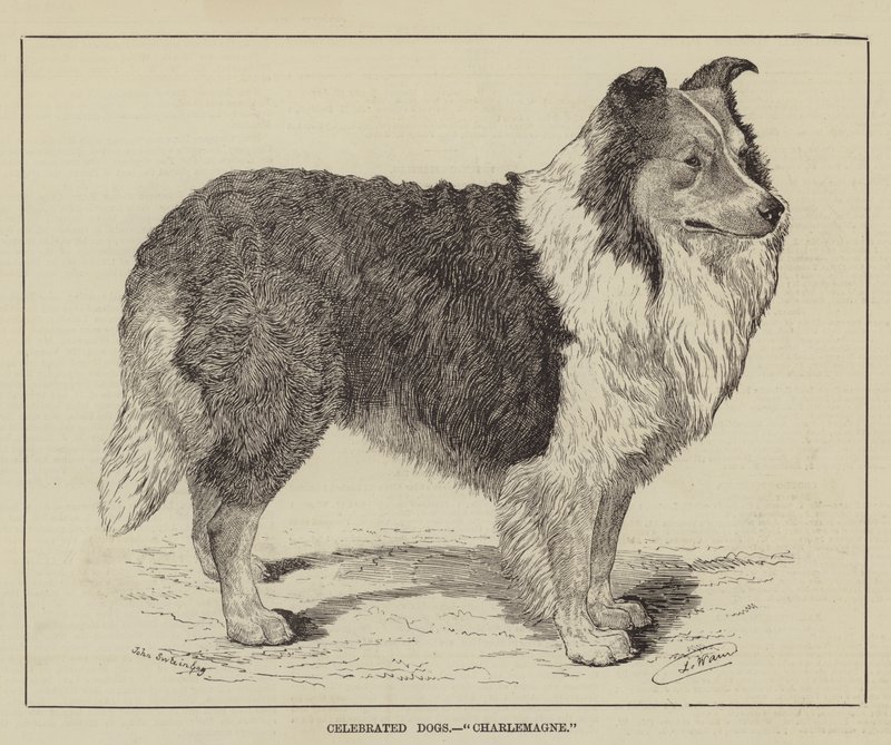 Celebrated Dogs, Charlemagne by Louis Wain