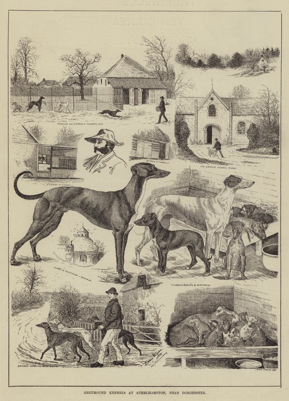 Greyhound Kennels at Athelhampton, near Dorchester by Louis Wain