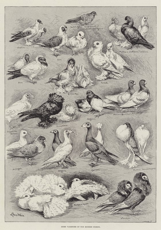 Some Varieties of the Modern Pigeon by Louis Wain