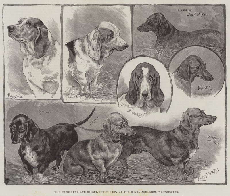 The Dachshund and Basset-Hound Show at the Royal Aquarium, Westminster by Louis Wain