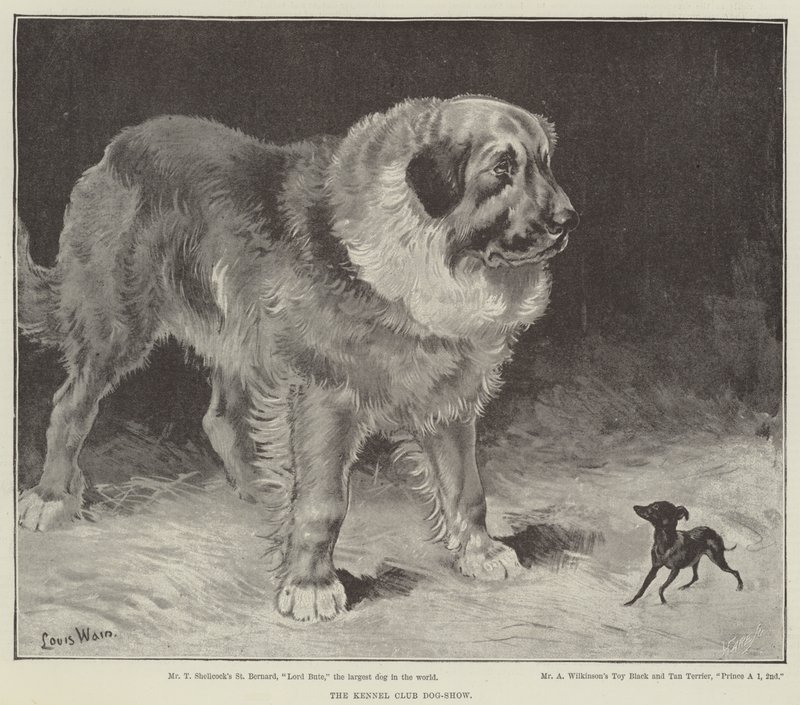 The Kennel Club Dog-Show by Louis Wain