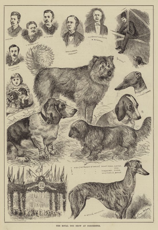 The Royal Dog Show at Dorchester by Louis Wain