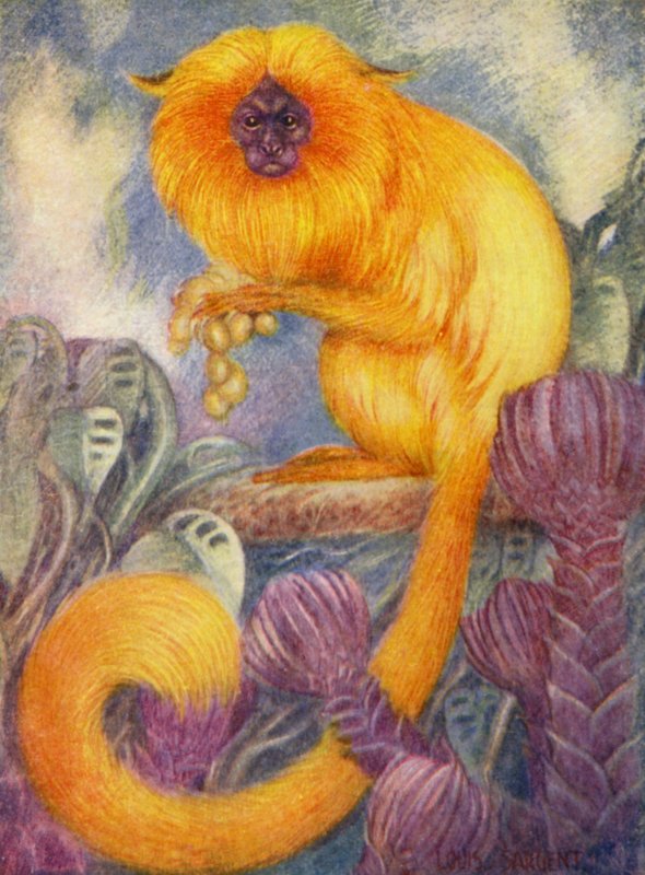 At the Zoo: Mamoset Monkey by Louis Augustus Sargent