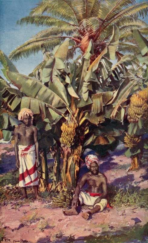 A Banana Plantation, Fiji by Louis Fairfax Muckley