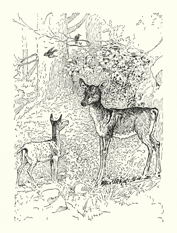 The Fawn and His Mother by Louis John Rhead