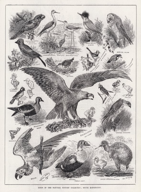 Birds in the Natural History Collection, South Kensington by Louis Wain