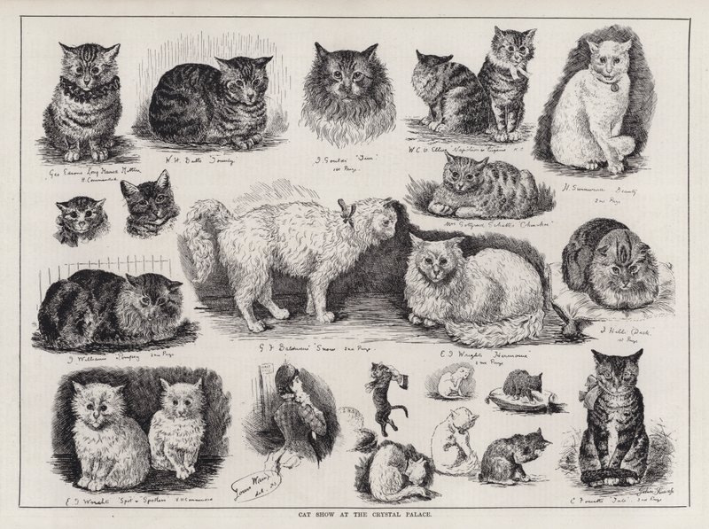 Cat Show at the Crystal Palace by Louis Wain