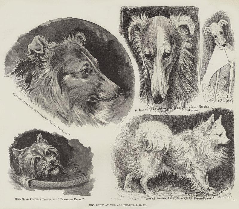 Dog Show at the Agricultural Hall by Louis Wain