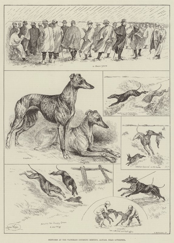 Sketches at the Waterloo Coursing Meeting, Altcar, near Liverpool by Louis Wain