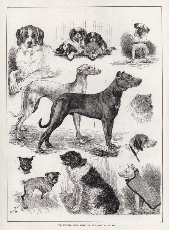 The Kennel Club Show at the Crystal Palace by Louis Wain