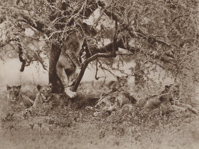 Do Lions Climb Trees? The Cameras Answer by Marcuswell Maxwell