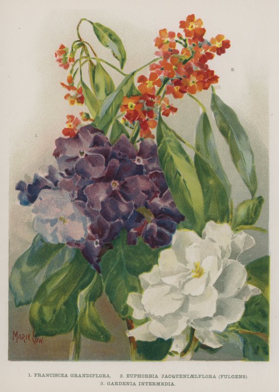 Franciscea Grandiflora, Euphorbia Jacqueniaelflora, Fulgens, Gardenia Intermedia by Marie Low