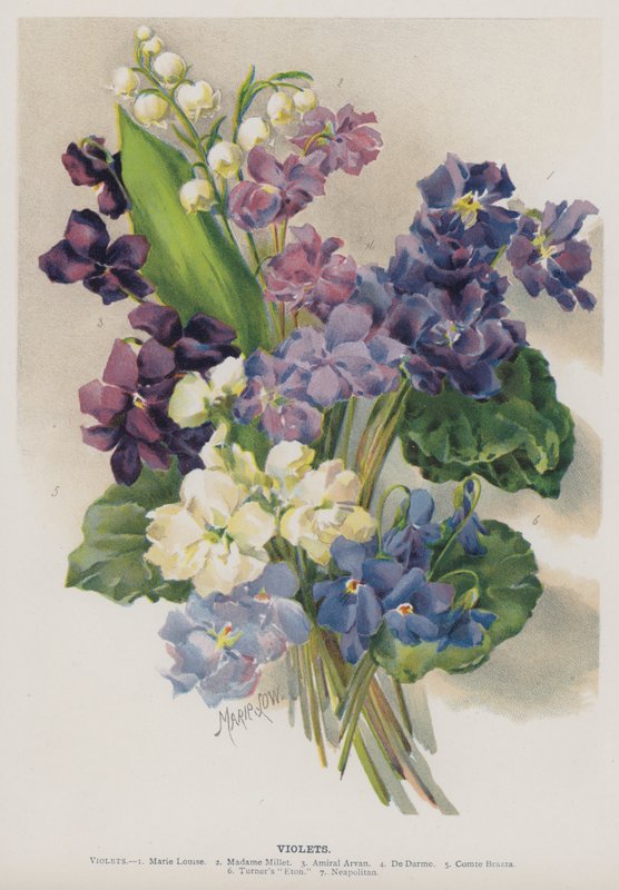 Violets by Marie Low