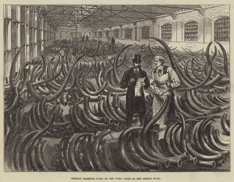 Siberian Mammoth Tusks on the Ivory Floor at the London Docks by Melton Prior