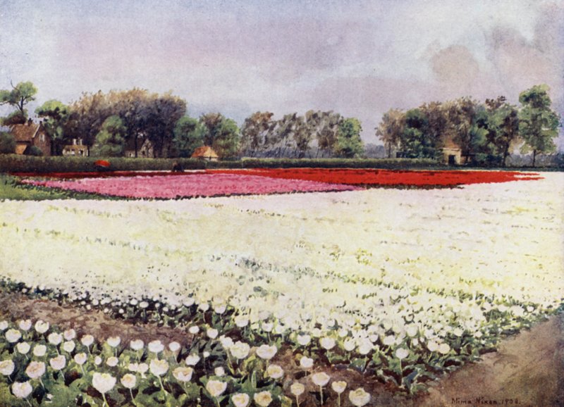 Here are tulips for you, white, for the bridal or the burial by Mima Nixon