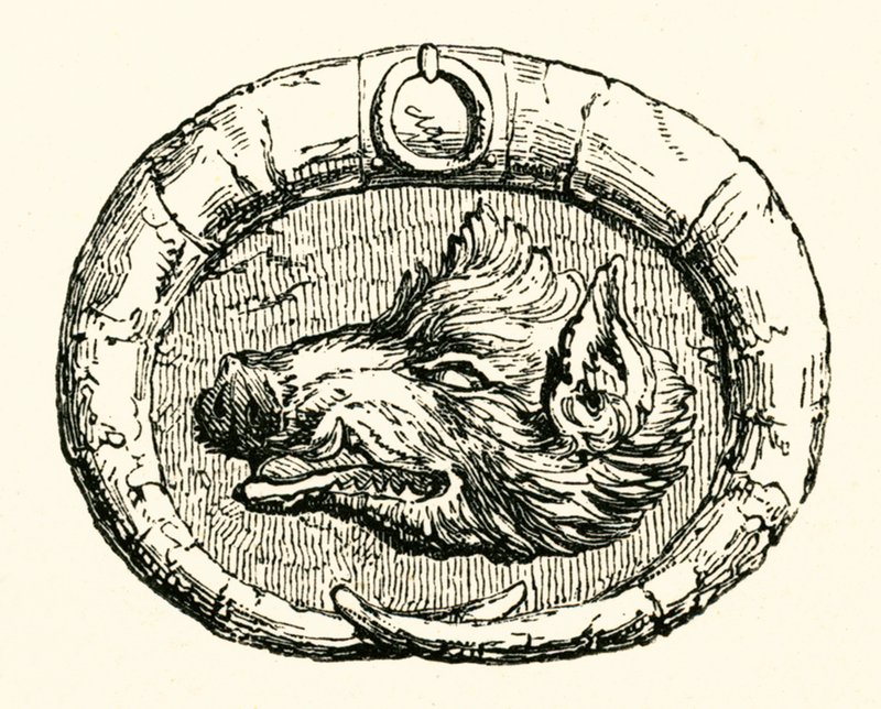 Boar