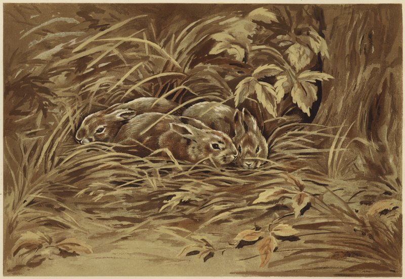 Little Hares by N. Parker