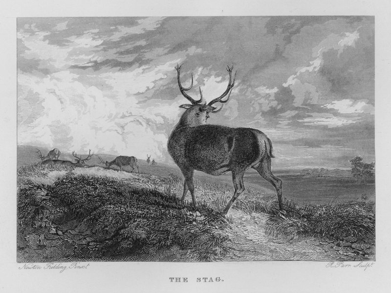 The Stag by Newton Fielding