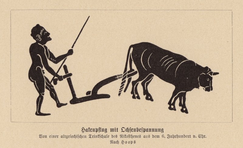 Ancient Greek ox-drawn plough by Nikosthenes