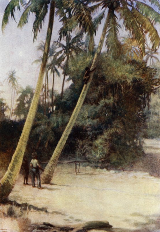 Solomon Island Boy climbing after green cocoa-nuts, near Gavutu, New Florida by Norman Hardy