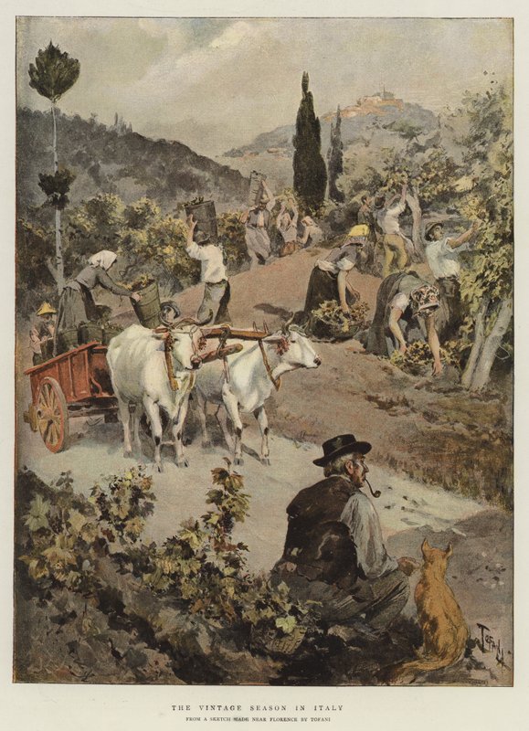 The Vintage Season in Italy by Oswaldo Tofani