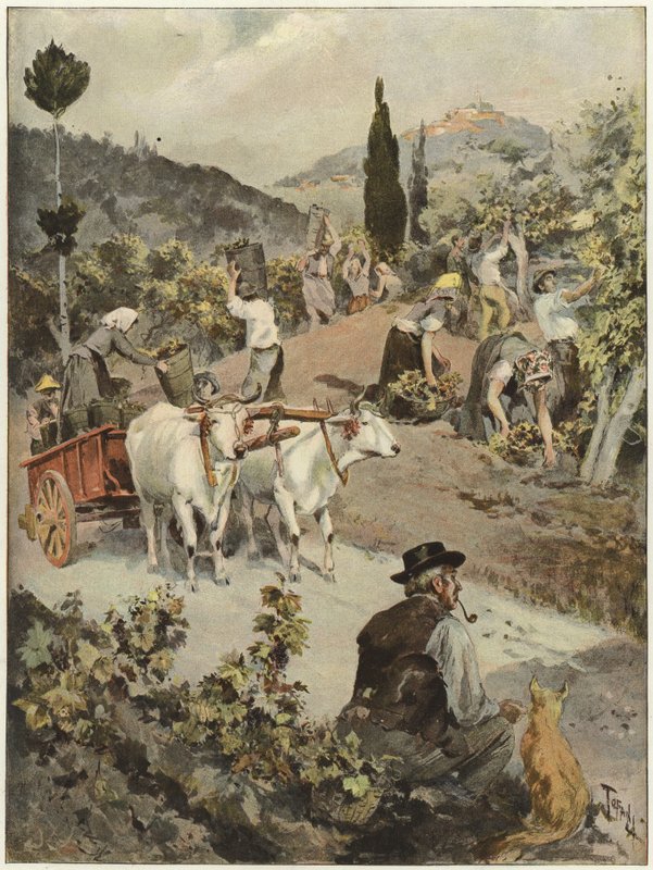 The Vintage Season in Italy by Oswaldo Tofani