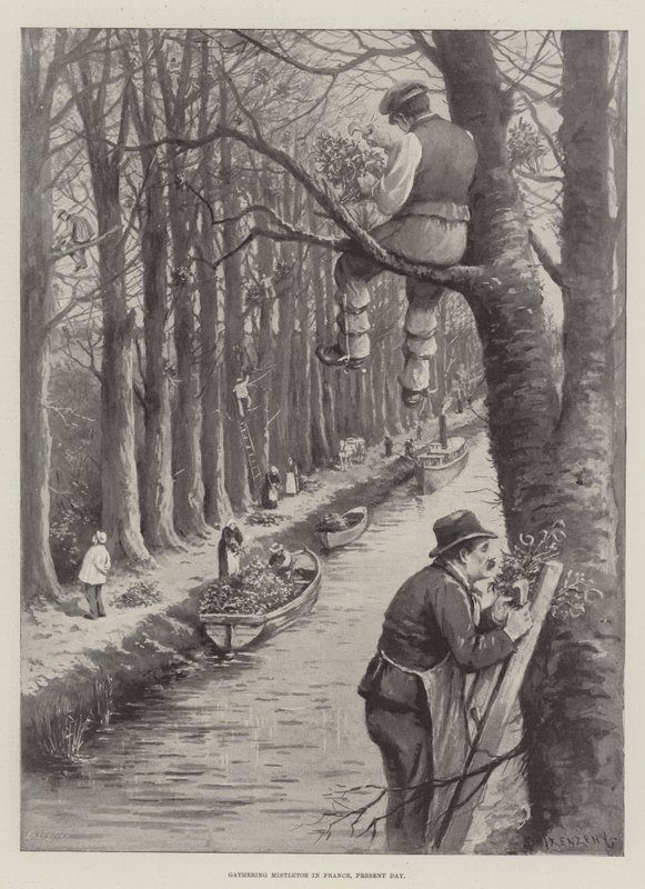 Gathering Mistletoe in France, Present Day by Paul Frenzeny