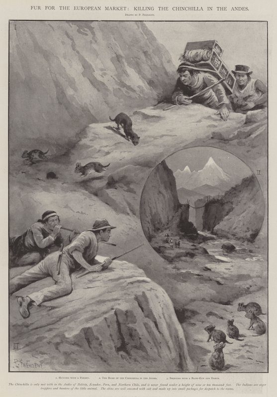 Fur for the European Market, killing the Chinchilla in the Andes by Paul Frenzeny