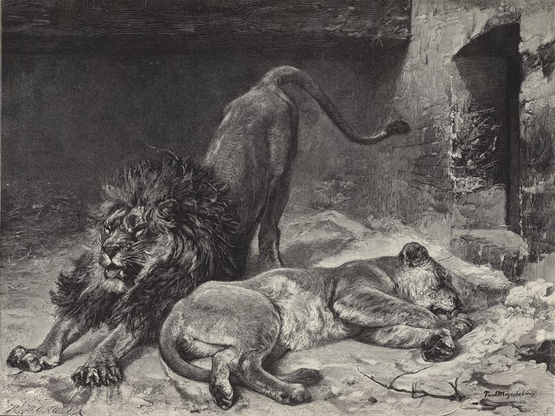 The Lion