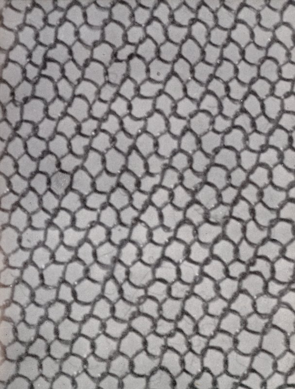 Mesh of a Woman