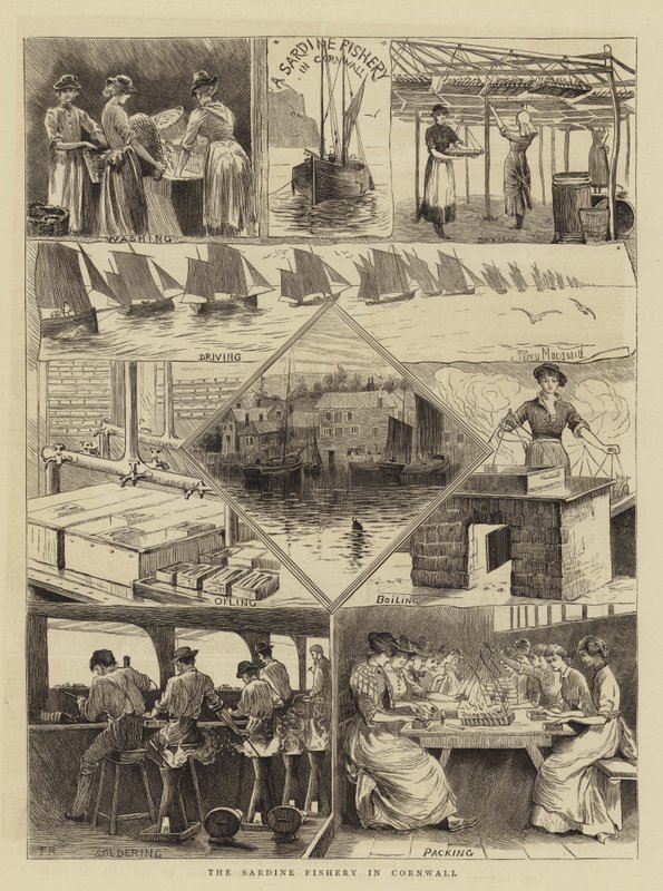 The Sardine Fishery in Cornwall by Percy Macquoid
