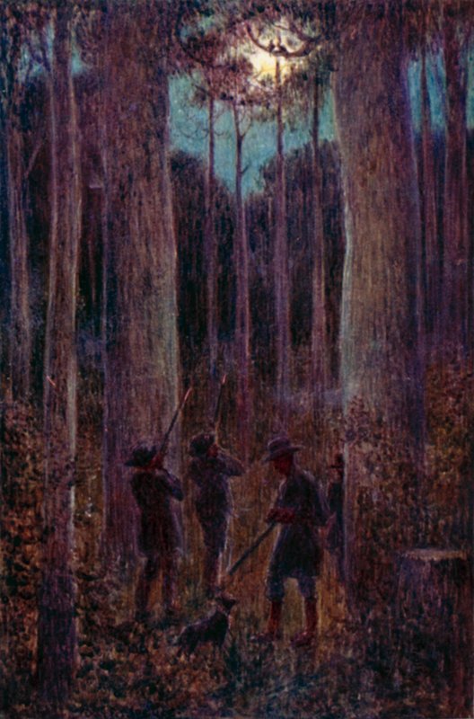 The Australian Forest at Night, "Mooning" Opossums by Percy F.S. (after) Spence