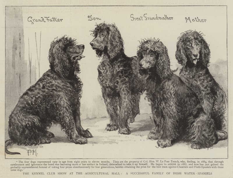 The Kennel Club Show at the Agricultural Hall, a Successful Family of Irish Water-Spaniels by Percy Macquoid