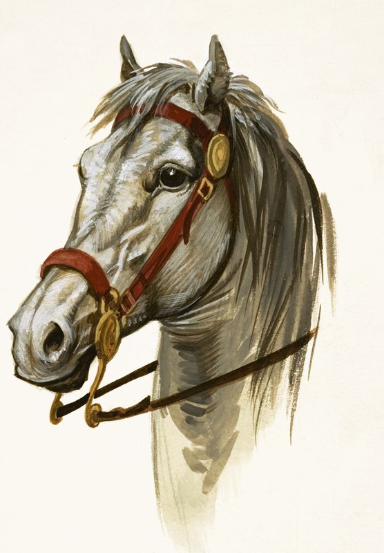 Unidentified horse by Peter Jackson