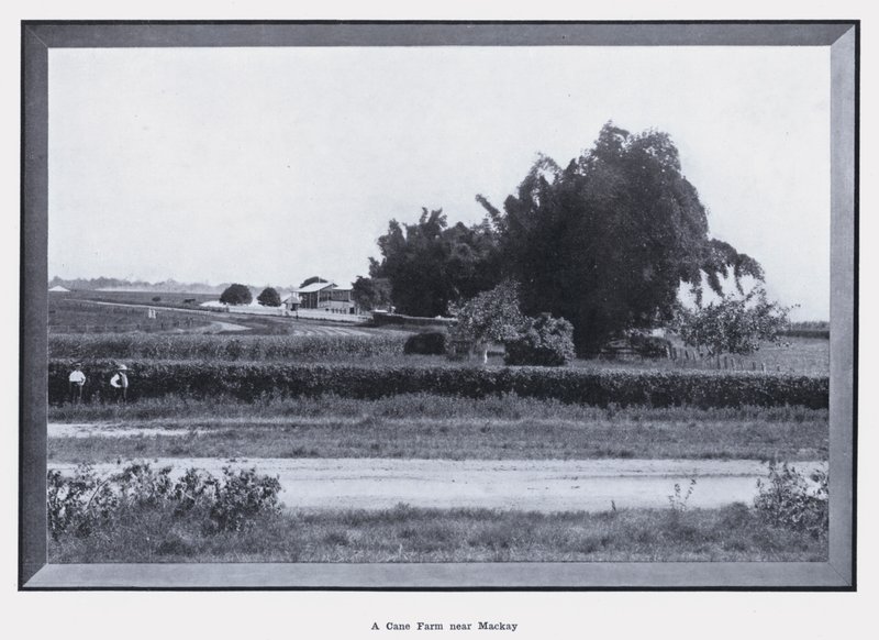 A Cane Farm near Mackay by Photographer Australian