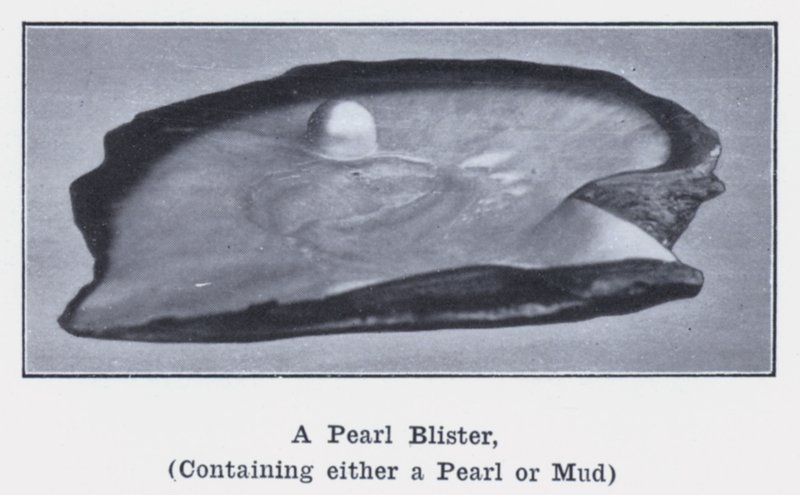 A Pearl Blister, containing either a Pearl or Mud by Photographer Australian