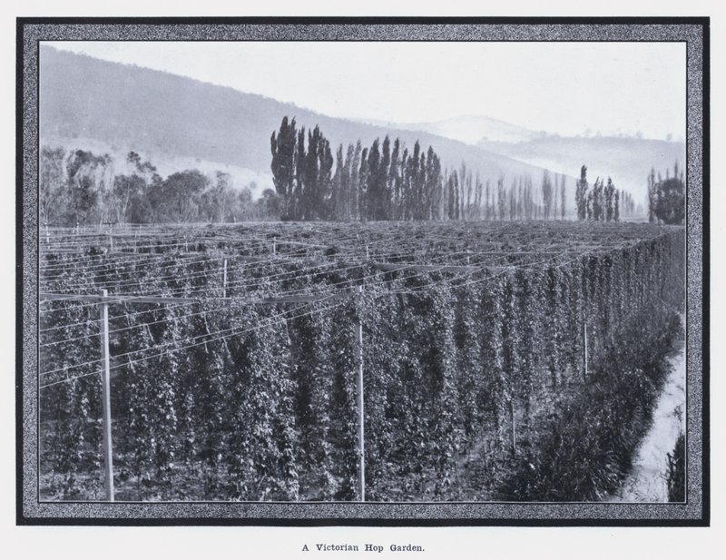 A Victorian Hop Garden by Photographer Australian