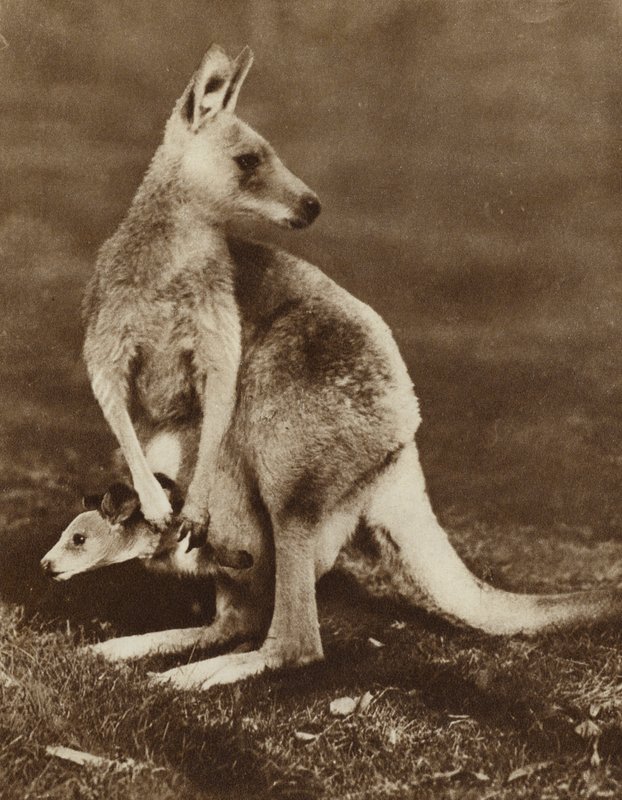 Baby Kangaroo Looking Out of Its Mother
