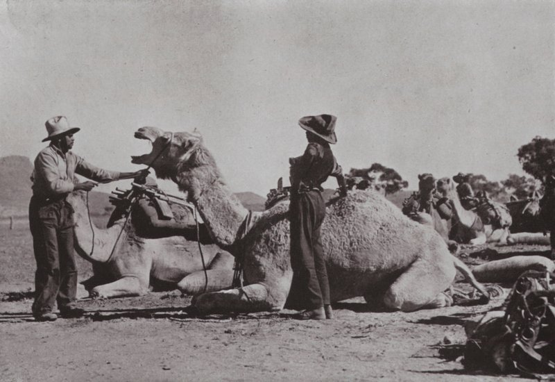 Camel teams with Aboriginals in charge supply outlying posts in Central Australia by Photographer Australian