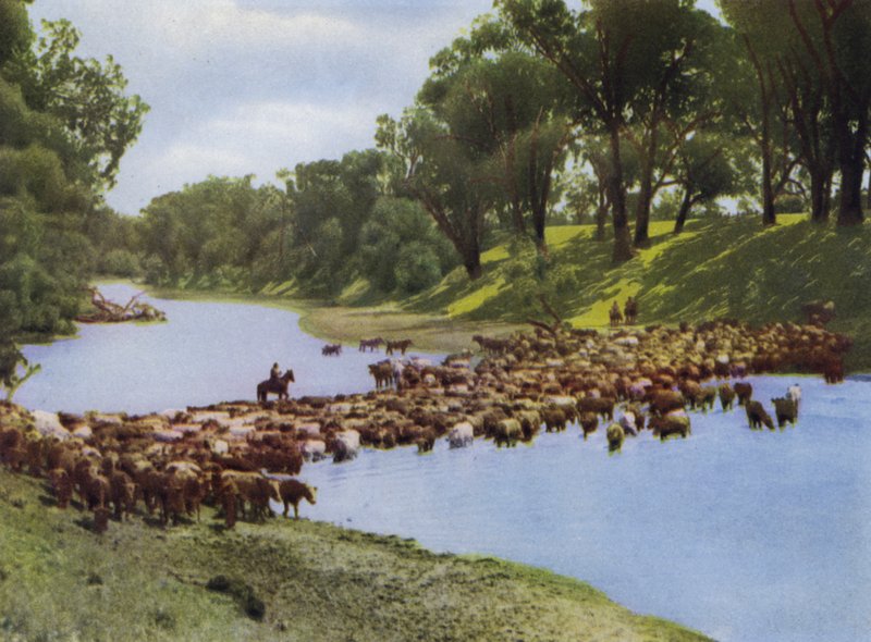 Queensland, Australia: Droving Cattle near Goondiwindi by Photographer Australian
