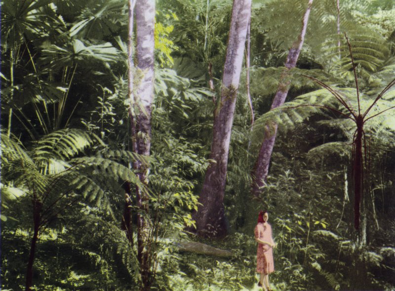 Queensland, Australia: Tropical Jungle (photo) by Photographer Australian