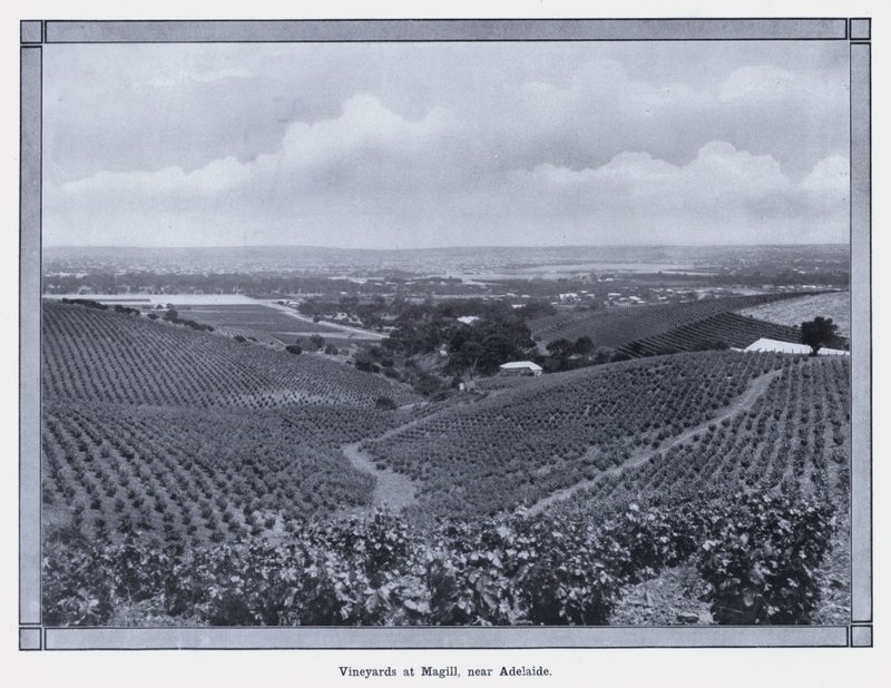 Vineyards at Magill, near Adelaide by Photographer Australian