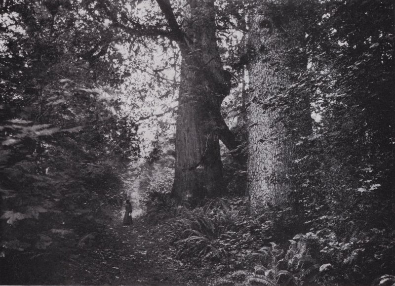 Forest Giants, Stanley Park, Vancouver by Photographer Canadian