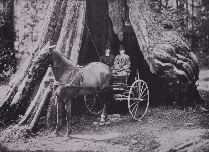 The Big Tree, Stanley Park, Vancouver by Photographer Canadian